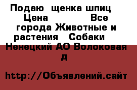 Подаю. щенка шпиц  › Цена ­ 27 000 - Все города Животные и растения » Собаки   . Ненецкий АО,Волоковая д.